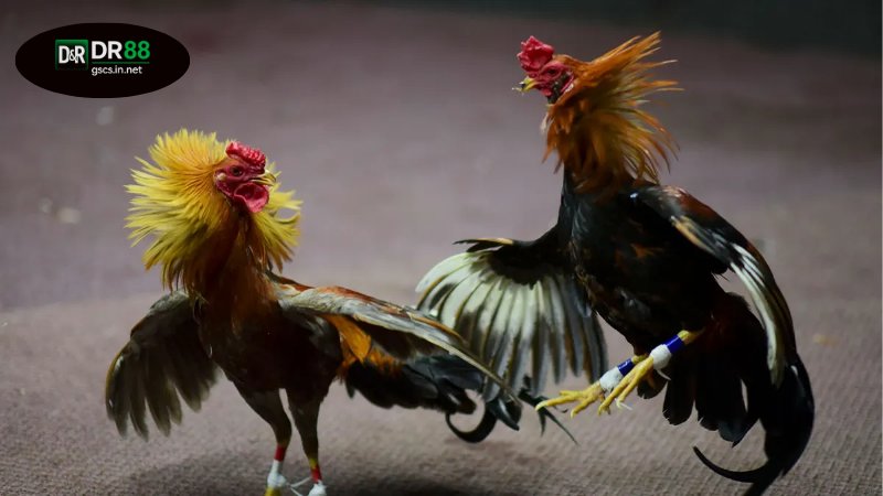 DR88 chọi gà online là gì?